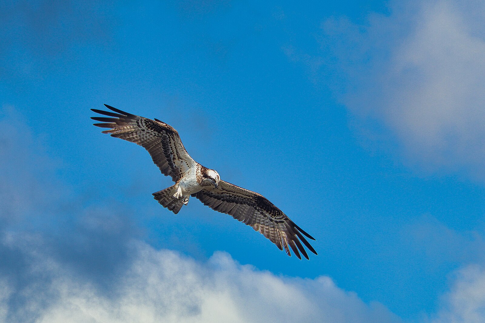 Was bringt den Adler in Schwingung